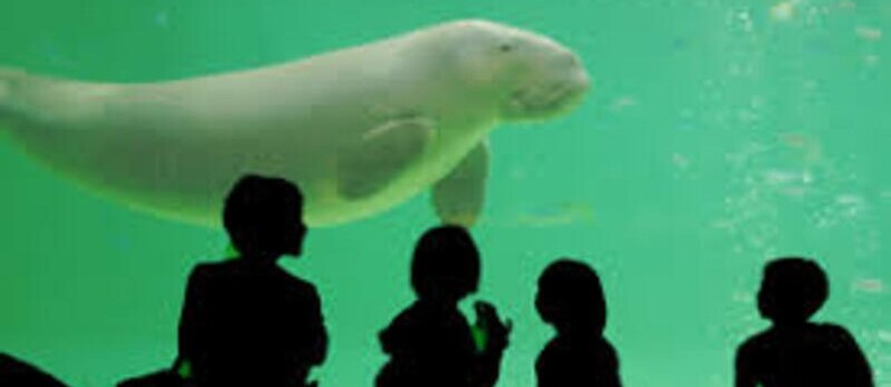 子供達とイルカ